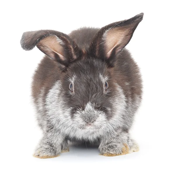 Rabbit — Stock Photo, Image