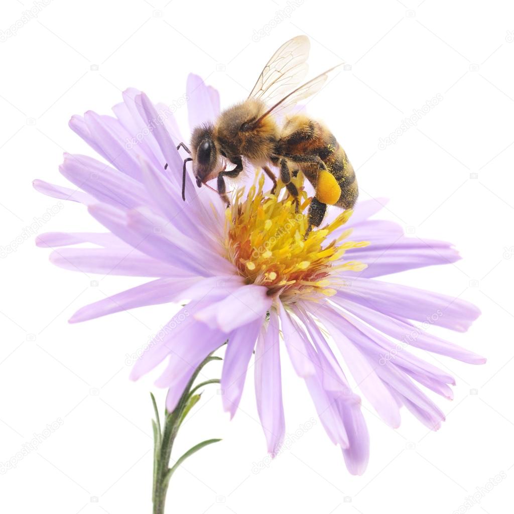 Honeybee and blue flower