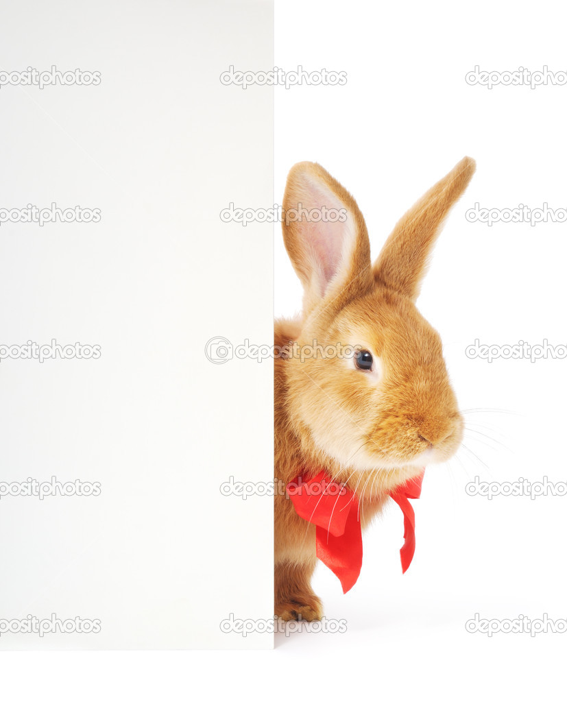 Rabbit with blank