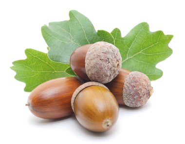 Meşe palamutları