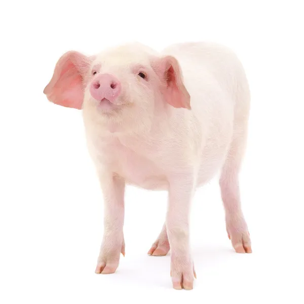 关于白猪 — 图库照片