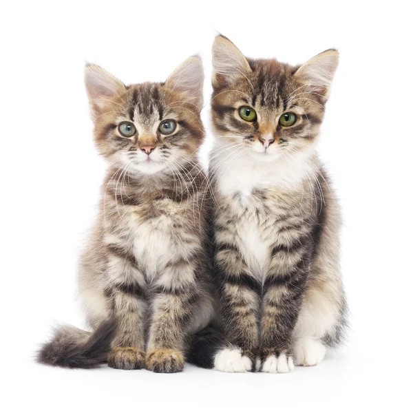 Due piccoli gattini — Foto Stock