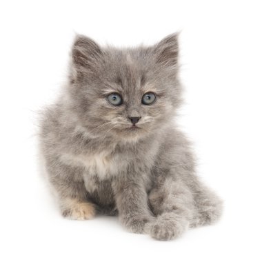 Beyaz arka planda kedi yavrusu