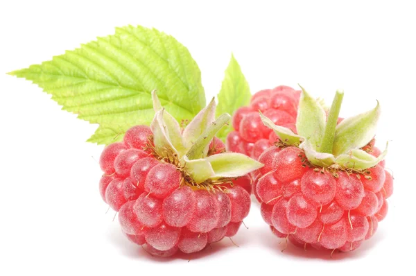 Frutos rojos de frambuesa aislados —  Fotos de Stock