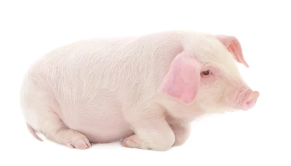 Cerdo sobre blanco — Foto de Stock