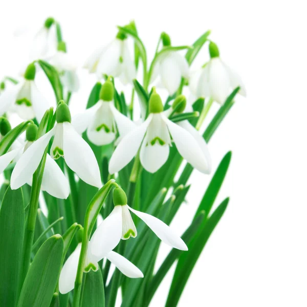 Gotas de nieve (Galanthus nivalis) sobre fondo blanco —  Fotos de Stock