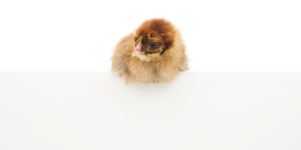 Poulet à blanc — Photo