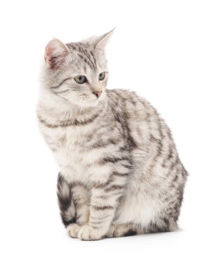 Beyaz arka planda kedi yavrusu