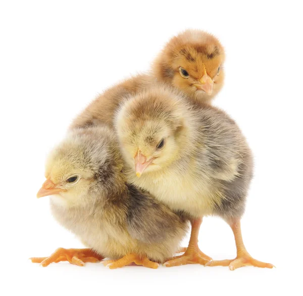 Trois poussins mignons isolés sur blanc — Photo