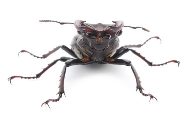 Gergedan böceği üzerinde beyaz izole