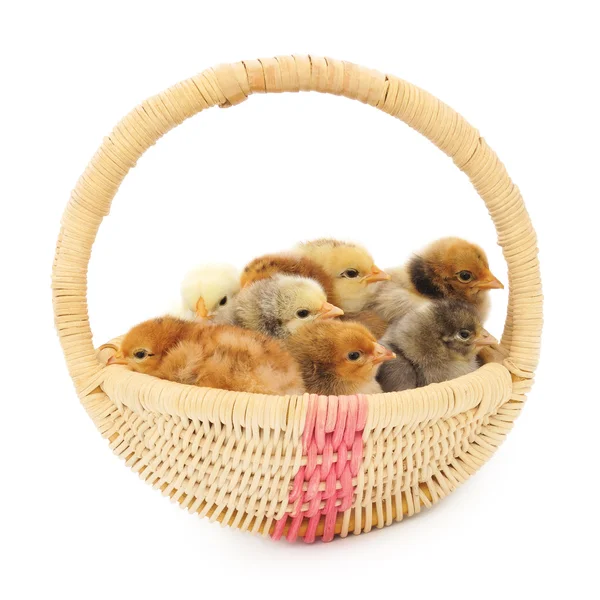 Kippen in een mand. — Stockfoto