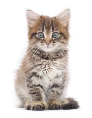 Beyaz arka planda kedi yavrusu
