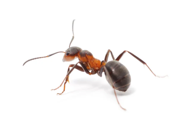 Geïsoleerde rode ant — Stockfoto