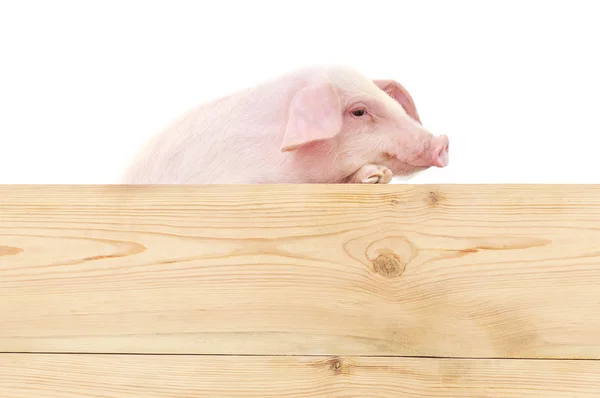 Свинья с доской — стоковое фото
