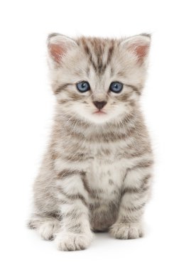 Beyaz arka planda kedi yavrusu