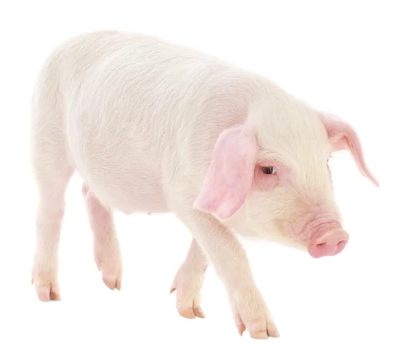 Schwein auf weiß — Stockfoto