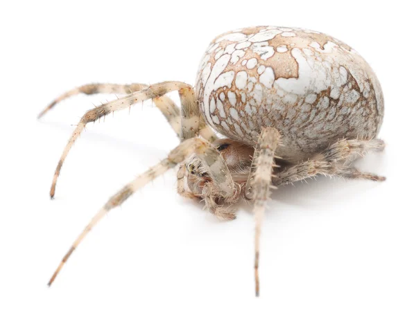 House spider — Stock Photo, Image