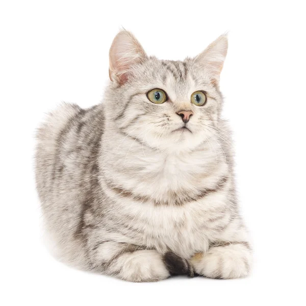 Gatito sobre un fondo blanco — Foto de Stock