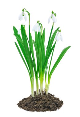 Kardelen (Galanthus nivalis) beyaz arka plan üzerinde