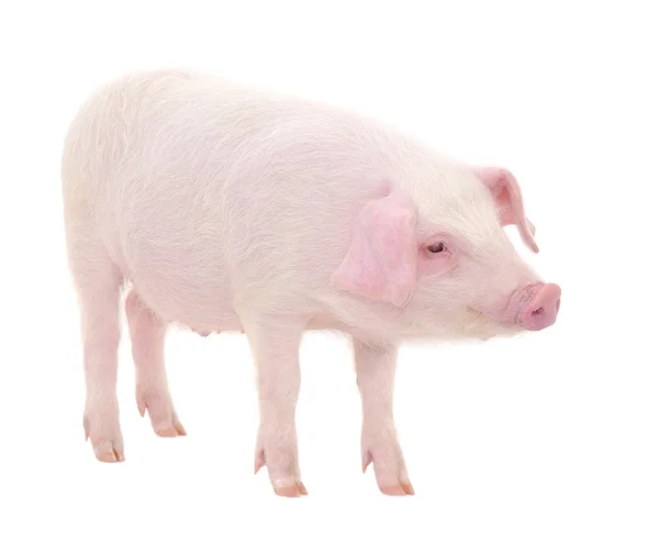 Porc pe alb — Fotografie, imagine de stoc