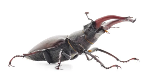 Stag beetle — Zdjęcie stockowe