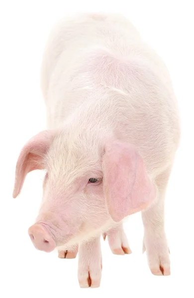 Cerdo sobre blanco — Foto de Stock