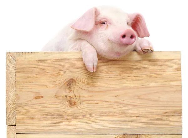Cerdo con tabla —  Fotos de Stock