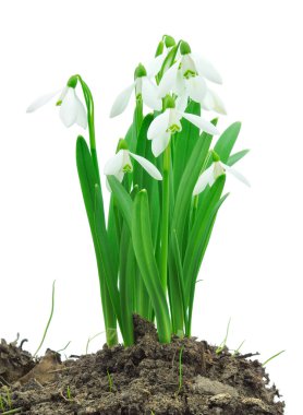 Kardelen (Galanthus nivalis) beyaz arka plan üzerinde
