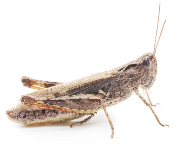 Grasshopper — Stock Photo, Image