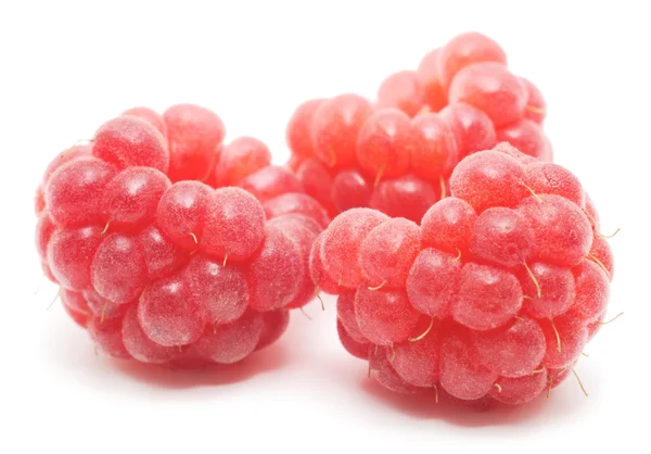 Frutos rojos de frambuesa aislados —  Fotos de Stock