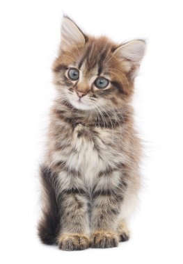 Beyaz arka planda kedi yavrusu