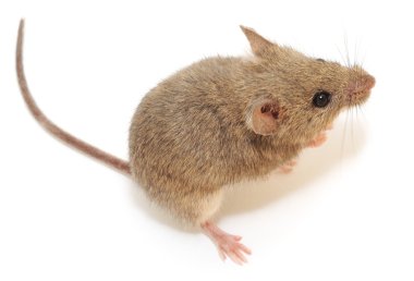 ahşap mouse.