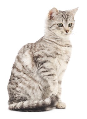 Beyaz arka planda kedi yavrusu