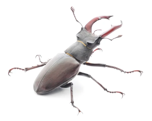 Escarabajo ciervo —  Fotos de Stock