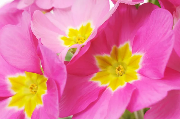 ピンクの花の背景 — ストック写真