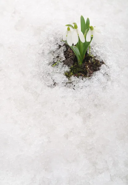 雪花莲和雪 — 图库照片