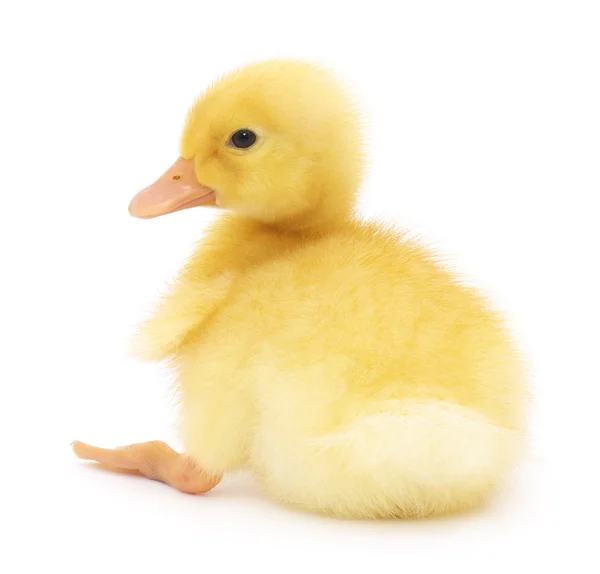 One duckling — Stock Photo, Image