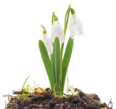 Kardelen (Galanthus nivalis) beyaz arka plan üzerinde