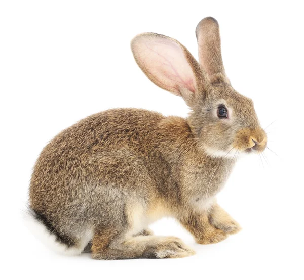 Rabbit — Stock Photo, Image