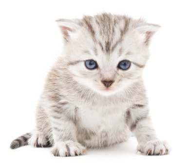 Beyaz arka planda kedi yavrusu