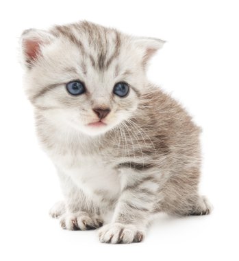 Beyaz arka planda kedi yavrusu