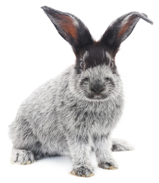 Rabbit — Stock Photo, Image