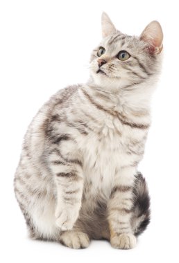 Beyaz arka planda kedi yavrusu