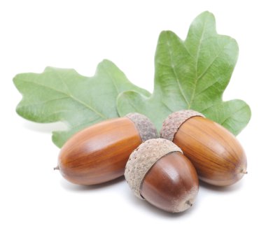 Meşe palamutları