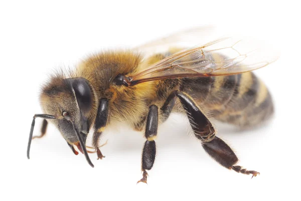 Pszczoły miodnej — Zdjęcie stockowe