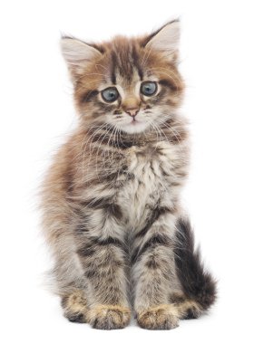 Beyaz arka planda kedi yavrusu