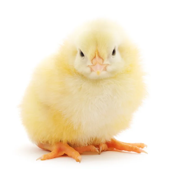 Liten kyckling — Stockfoto