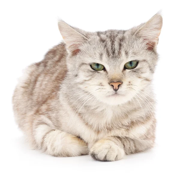 Kitten op een witte achtergrond — Stockfoto