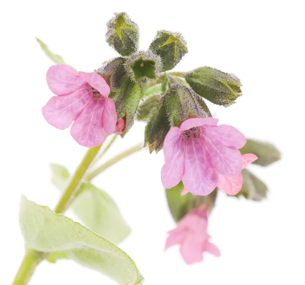 Flor — Foto de Stock