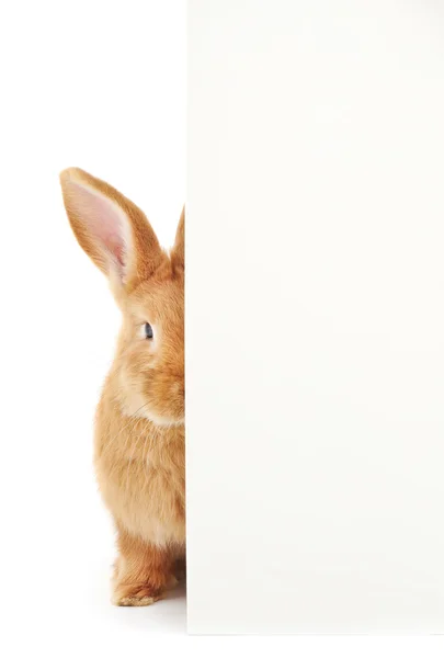 Kaninchen mit Rohling — Stockfoto